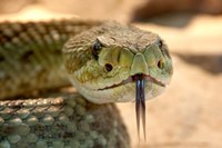 Adventure with Reptiles