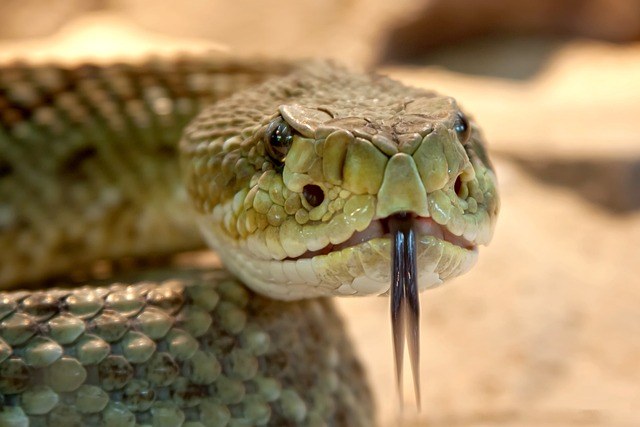 Adventure with Reptiles