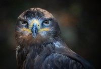 Virtual Science Storytime - Amazing Animal Adaptations