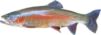 Virtual Science Storytime - Freshwater Fish Fables