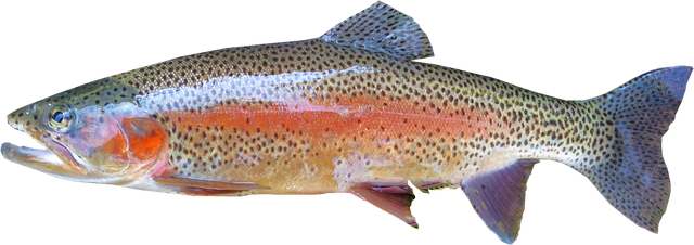 Virtual Science Storytime - Freshwater Fish Fables