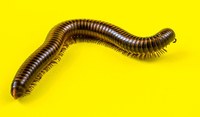 Virtual Science Storytime - Creepy Crawlies!