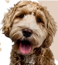 Dog Safety with the Humane Society of West MI