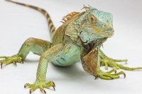 Reptiles @ the Library