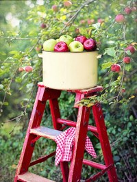 Science Storytime: Autumn Apples and Pumpkin Picking