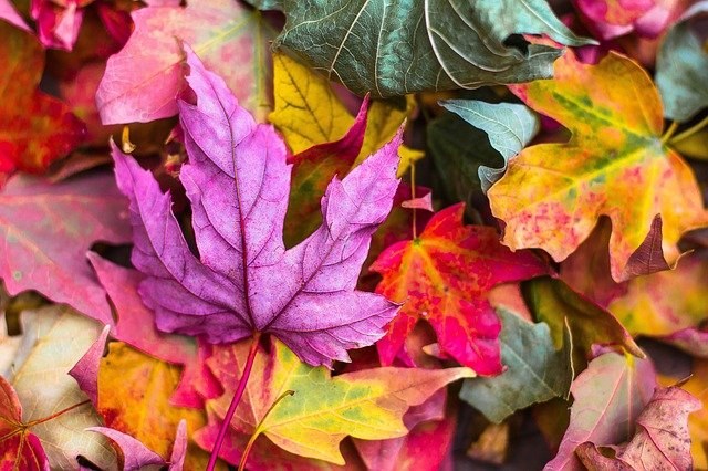 Science Storytime: Falling for Fall Foliage