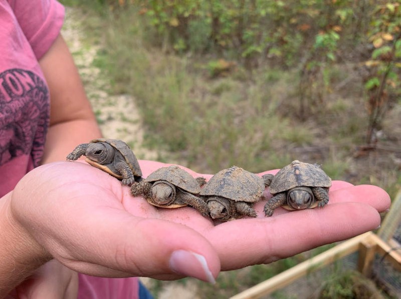 Science Storytime - Shellibrate Turtles Science Storytime - Shellibrate Turtles